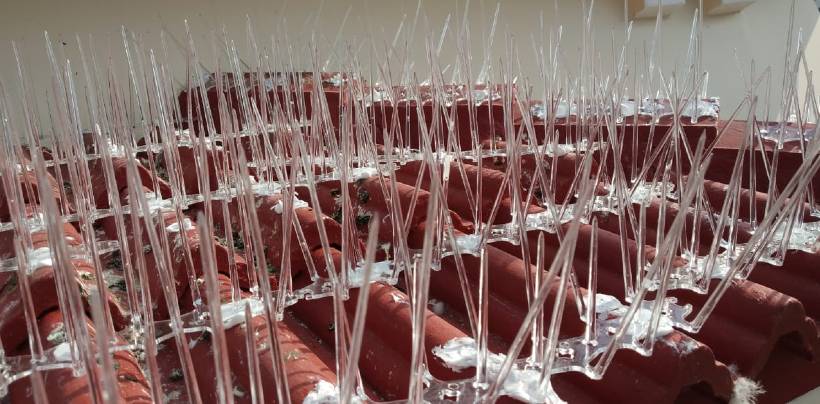 Bird Spikes & Pigeon Spikes In Bangalore | Call 9980055746 Service in Bangalore