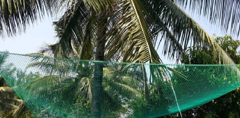 Coconut Tree Safety Nets Fixing | Call 9980055746 for Fall Arrest Nets Fixing