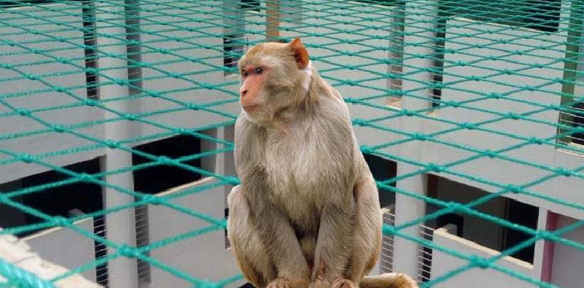 Monkey Safety Nets In Bangalore | Call 9980055746 For Net Fixing